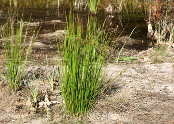 Flatter-Simse (Juncus effusus) - © Emanuel Trummer
